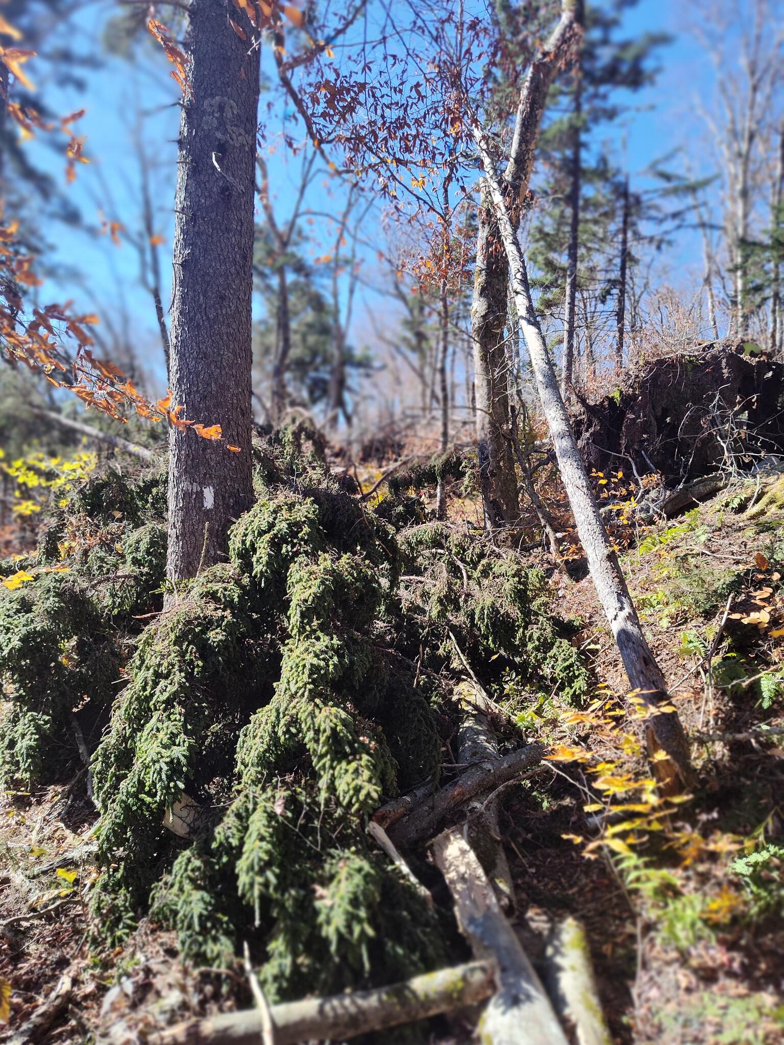 Fallen trees blocking Trail