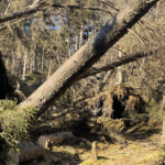 Downed trees blocking the trail near Unaka Mountain