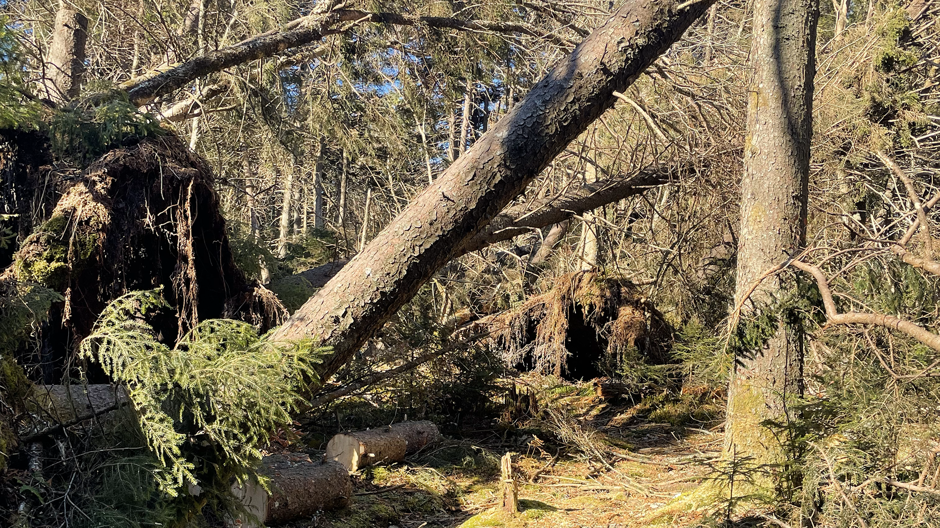 Downed trees blocking the trail near Unaka Mountain