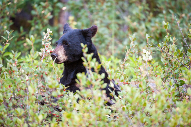 Black bear sitting amongst brush