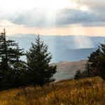Conifer trees frame a mountain vista in Great Smoky Mountains National Park