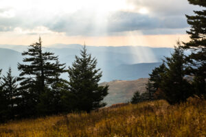 Conifer trees frame a mountain vista in Great Smoky Mountains National Park