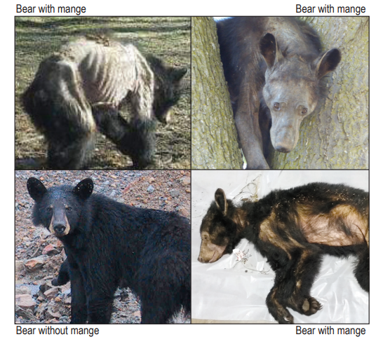 va-dwr-bear-mange va-dwr-bear-mange