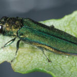 Emerald Ash Borer