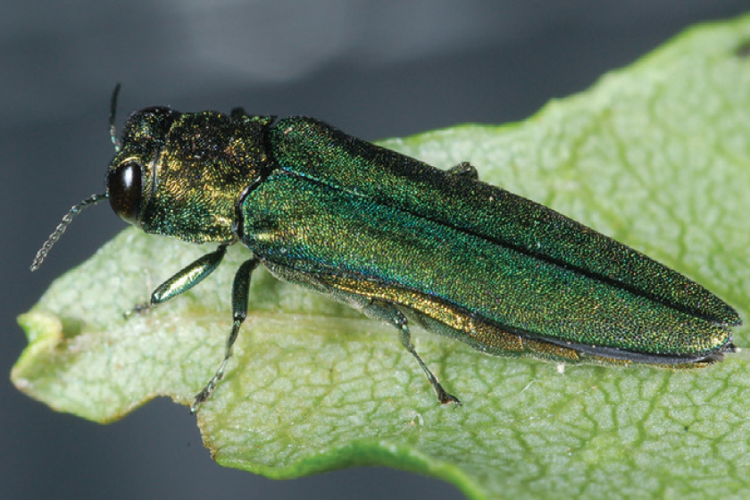 emerald-ash-borer