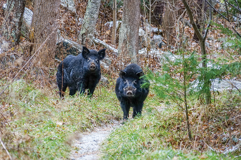 feral-swine