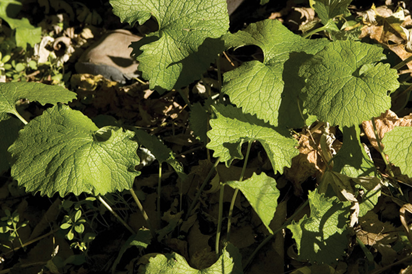 garlic-mustard-2