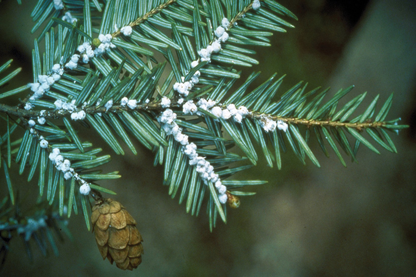 hemlock-woolly-adelgid