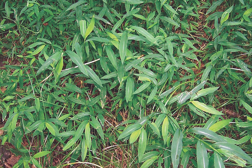 japanese-stiltgrass