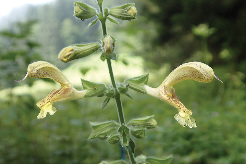salvia-glutinosa