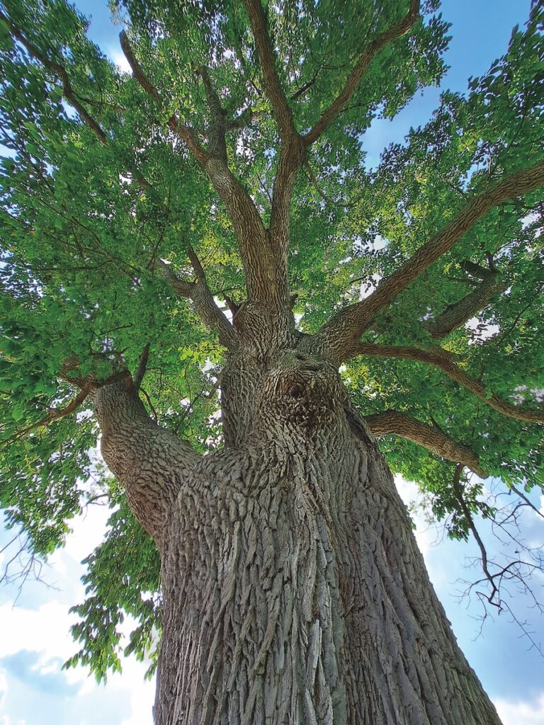 Ash tree from below