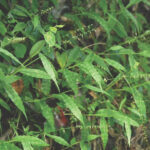 Wavyleaf Basketgrass