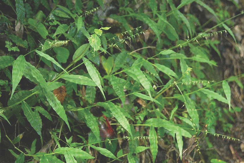 wavyleaf-basketgrass