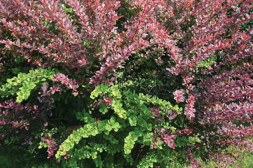japanese-barberry-berberis_thunbergii_5456994-cc