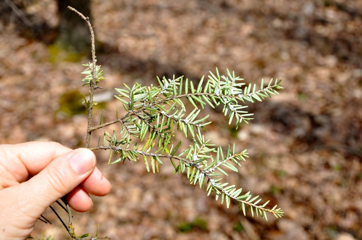 eastern-hemlock-affected-by-hemlock-woolly-adelgid eastern-hemlock-affected-by-hemlock-woolly-adelgid