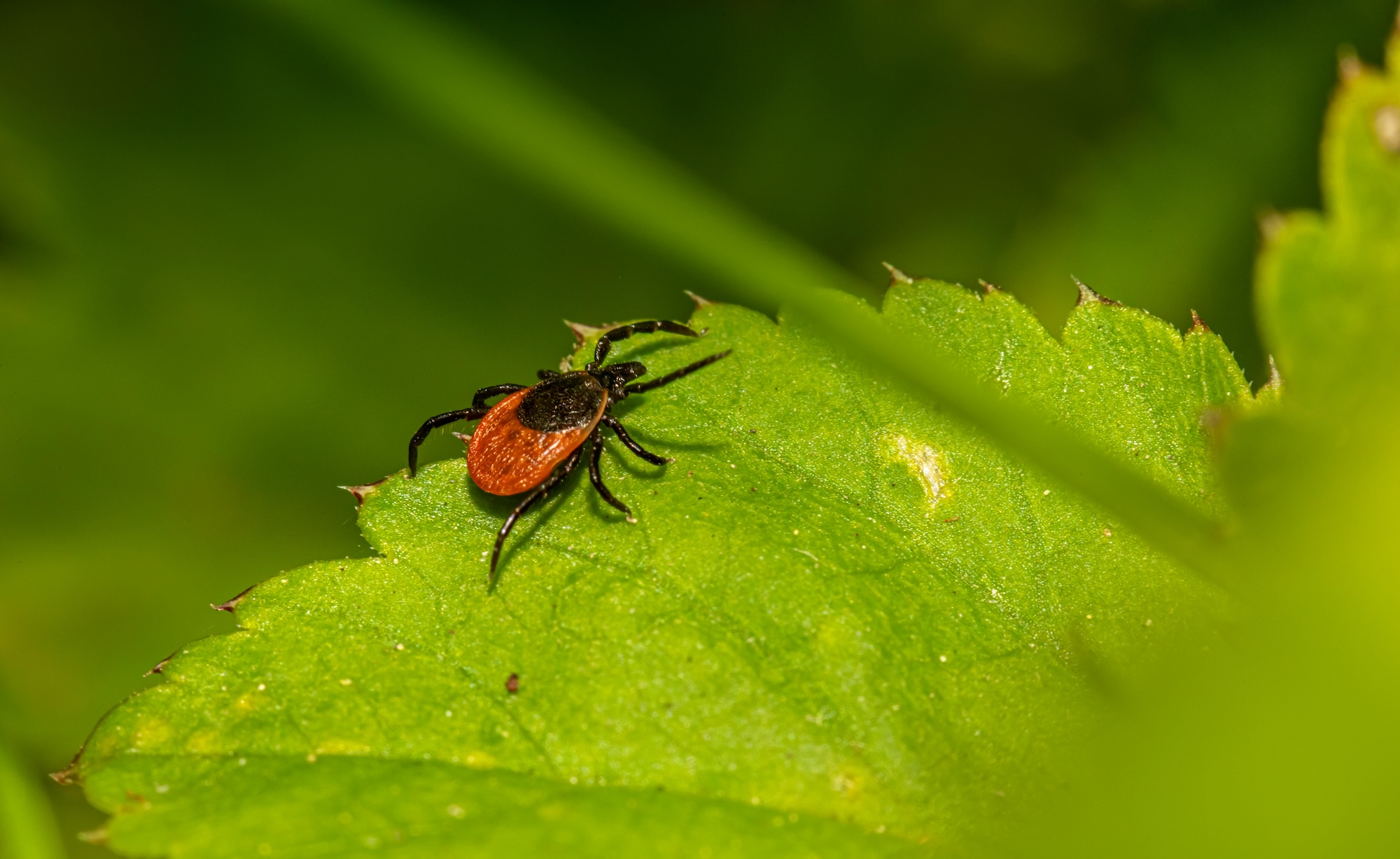 Tick Smart 5 Tips for Hikers to - Tick Erik Karits