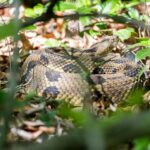 Timber Rattlesnake coiled among leaves and branches on the forest floor