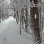 Snowy forest trail marked by a white blaze on a tree, surrounded by deep winter snow and ice.