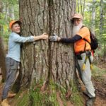 Two volunteers wearing safety orange extend their arms around a wide tree trunk