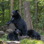 A mama bear and her two cubs hang out in a clearing in the trees