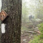 Tree with painted white blaze at wooden A.T. sign; forest and Appalachian Trail in background
