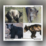 Black bears with mange have hair loss, crusty skin, and altered behavior