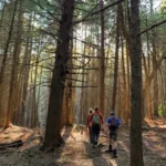 Roadless Areas in National Forests