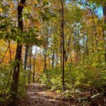A tree marked with a white blaze indicating the Appalachian Trail, surrounded by dense fall foliage in the woods.