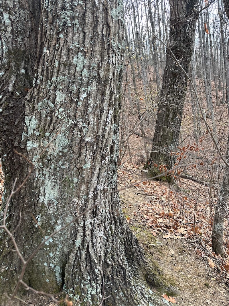 Oak grove in winter forest.