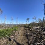 Section of the Appalachian Trail cleared through a barren forest filled with fallen trees after Hurricane Helene.