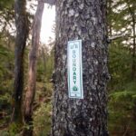 Forest tree marked with a National Park Service marker reading "US Boundary Appalachian Trail."