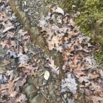 Horizontal bands of weathered sandstone exposed along the edge of the Appalachian Trail.