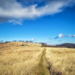 Appalachian Trail grasslands wave on a blustery day atop Cole Mountain in Virginia.