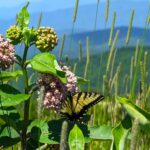 A tiger swallowtail butterfly pollinates wildflowers at Max Patch along the Appalachian Trail in North Carolina.