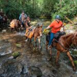 A group of equestrians guide horses and pack mules carrying gear across a shallow stream in a forested area.