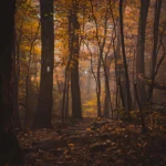 White blaze marking the Appalachian Trail in a foggy, dark section of autumn forest.