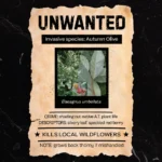 "Unwanted" poster graphic featuring Autumn Olive
