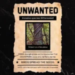 "Unwanted" poster graphic featuring Bittersweet
