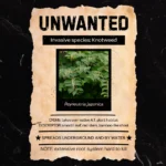 "Unwanted" poster graphic featuring Knotweed