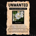 "Unwanted" poster graphic featuring Multiflora Rose