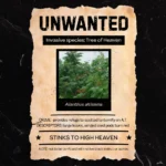 "Unwanted" poster graphic featuring Tree of Heaven